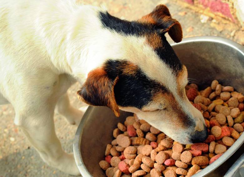 Entre los profesionales del Canil hay zootecnistas y operarios de granjas que tendrán el soporte veterinario del CES. FOTO sstock