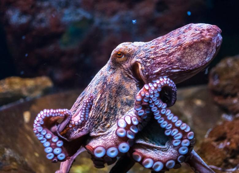 Los cambios de color de un pulpo mientras duerme. FOTO SSTOCK