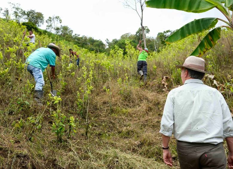 Sustitución de cultivos de uso ilícito. FOTO Colprensa