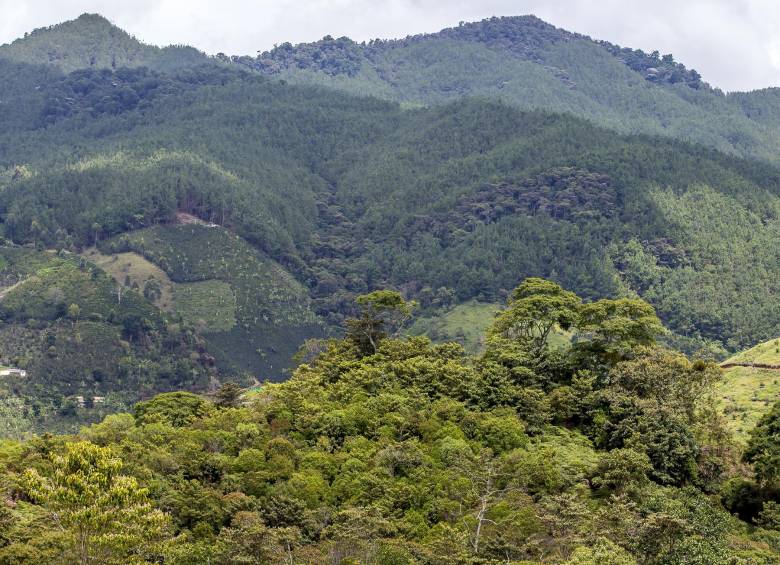 2,5 % del territorio de Jericó hará parte del área de influencia de la mina, según AngloGold. Foto: Juan Antonio Sánchez Ocampo.