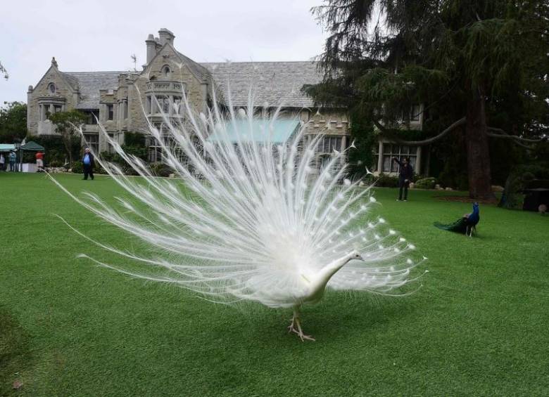 La mansión Playboy tiene licencia para albergar un zoológico. FOTO AP