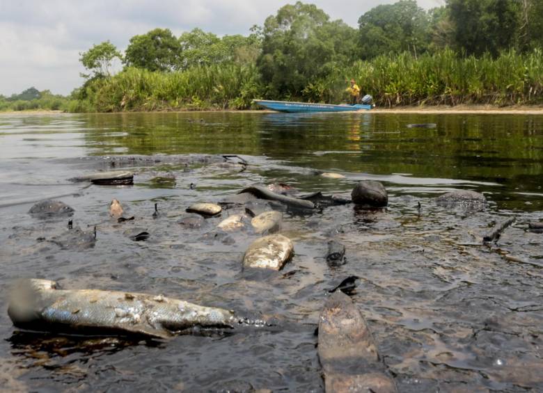 Según los pescadores de la zona, la mayoría de las especies muertas son ‘bebes’ que no alcanzan a escapar de la mancha, que ha avanzado 20 kilómetros aproximadamente. FOTO COLPRENSA