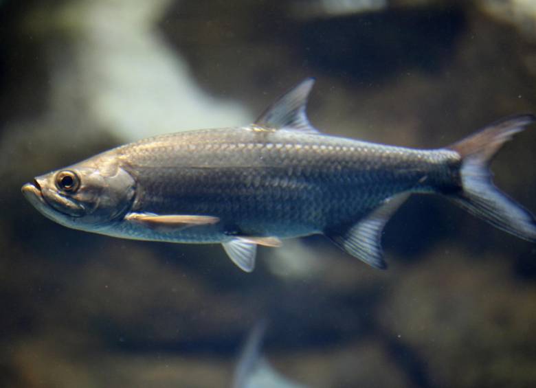 El sábalo puede vivir en agua dulce o salada. Hace ruidos cuando se siente amenazado. 