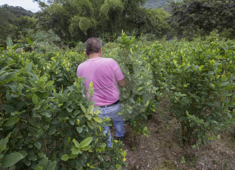 Los campesinos de Tumaco se comprometieron a erradicar la coca y sembrar productos legales. FOTO: Donaldo Zuluaga