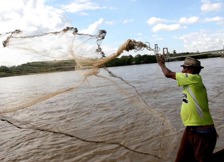 Los peces del Bajo Cauca, Nordeste y Magdalena Medio, en su mayoría Bagre, Tilapia negra, Bocachico y Mojarra se contaminan del mercurio. FOTO MANUEL SALDARRIAGA