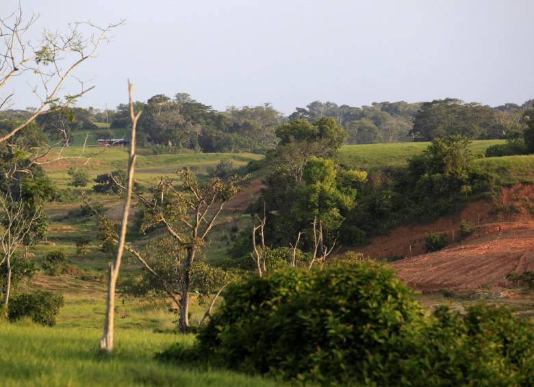 Por lo menos 15 minas en Antioquia, reforestan los terrenos que son dragados para extraer el oro. Una de las minas que son pioneras en este tema es la mina Las Palmas, ubicada en el municipio de Caucasia. FOTO MANUEL SALDARRIAGA