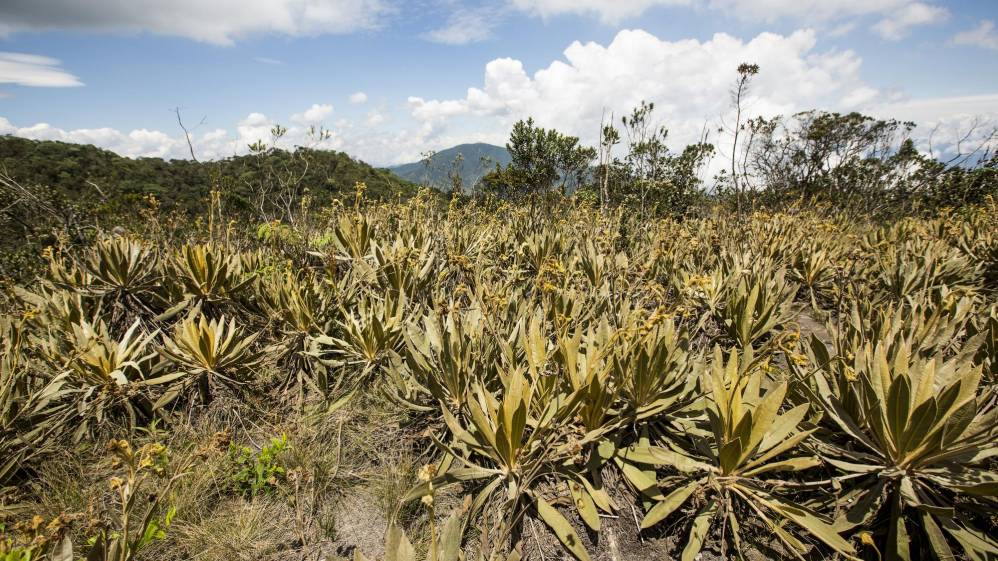 Tiene apenas 860 hectáreas, que lo convierten en el páramo más pequeño de los 37 que hay en el país, las Baldías es una fábrica natural de agua y un paraíso para la fauna y la flora. Foto: Carlos Velásquez 
